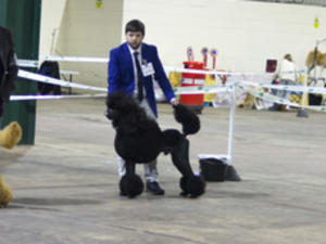 VHC Junior Dog