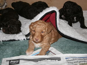 puppies 4 weeks old