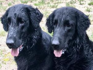 Pearl 5 years old on left