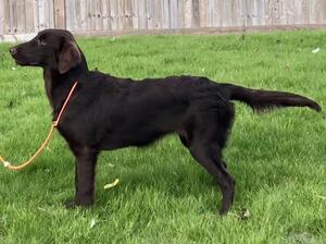 biba 6 months old