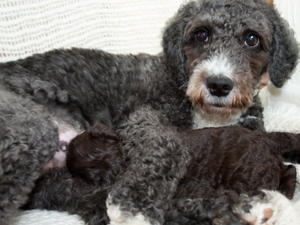 tangle with puppies her last litter