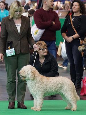 dad of pup show skills at crufts with owner