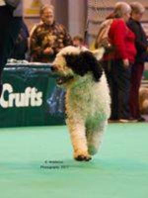 daddy of the pups