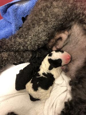 JUST BEEN BORN
