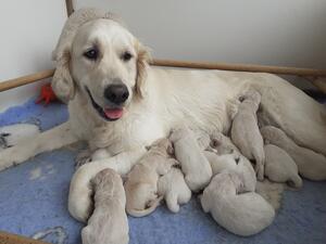 Puppies at 5 days old