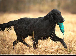 working flat coated retriever