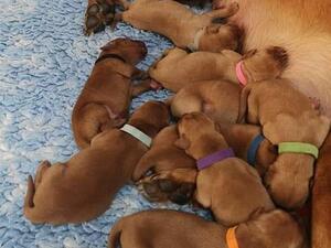 Puppies born 15/09/2022