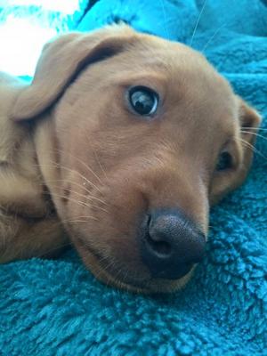Elsa as a puppy