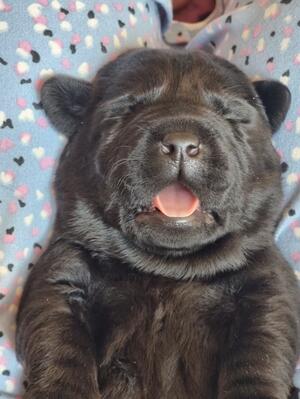 Chunky Pup