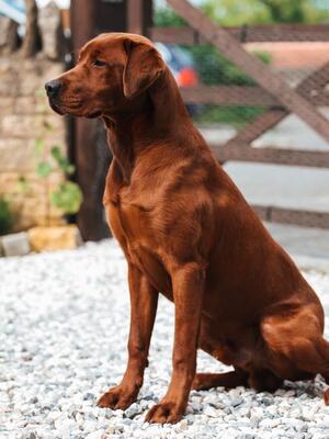 Sire -Icon
