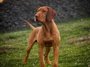 Sire