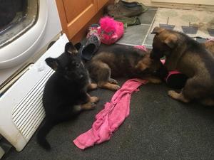 Puppies