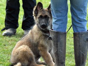 Hera as a puppy