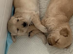 One cream, one golden