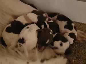 Tias first litter
