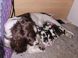 Misty & Pups