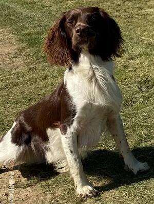 Sire Finn KC Name Clydagreen Rebel Boy Of Writtle