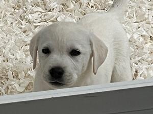 Puppy 2