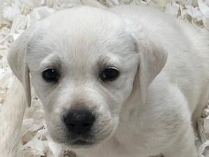 Puppy 1