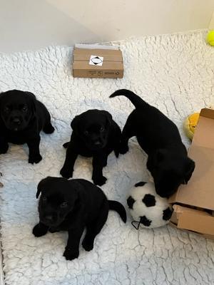 Black boys at 4 weeks