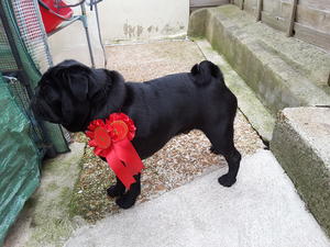 Diesel - 1st most hansome male 2ndvyear in a row