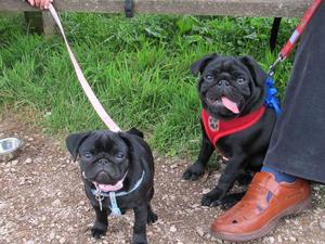 Diesel and duchess 2014