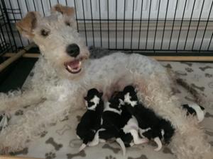 grey fox terrier