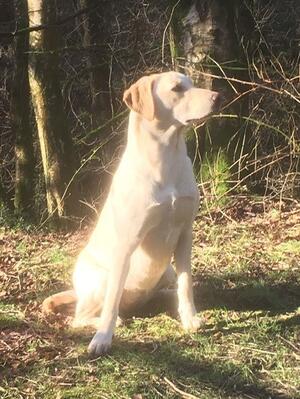 Teal enjoying the sun