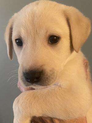 Yellow pup