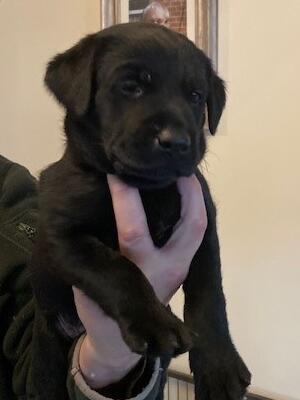 black dog pup