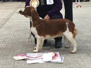 RBPIS - Cornwall Gundog 2018