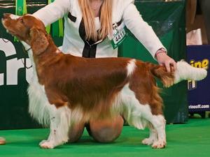 Our Show Champion Dalton