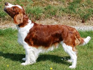 Brinkley as a Junior