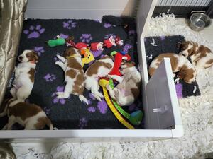 Pups at 4 weeks