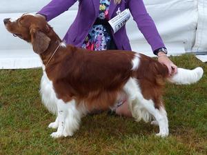 Paignton Ch Show