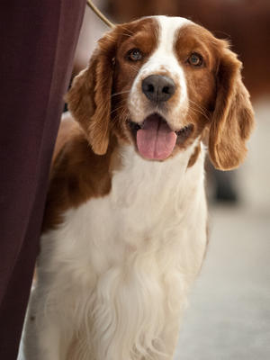 Brinkley