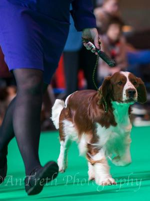 On the move - Crufts 2016