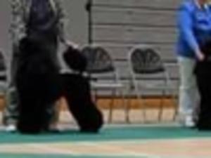 Dax in dog Challenge