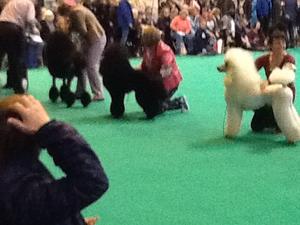 Crufts Limit class winners