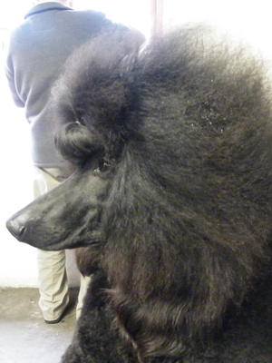  Lara(Darbia Dash Of Sugar) before judging starts