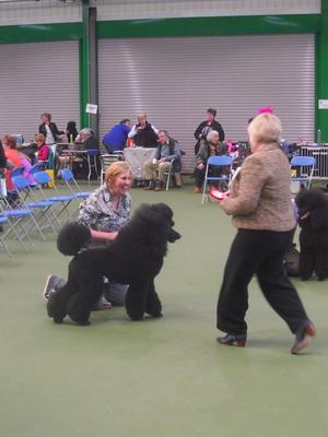 International Poodle club show