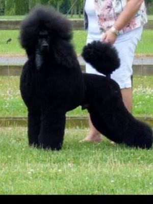 Ch. Darbia Wonder Of You/ DAX