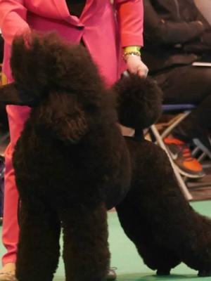 Crufts 2015