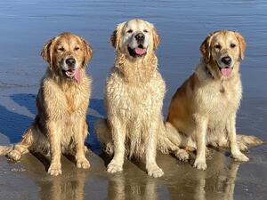 Daisy, Milo and Honey