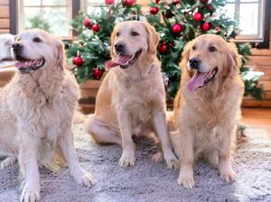 Milo, Honey and Daisy