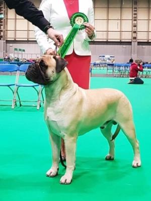 BOB Crufts 2018