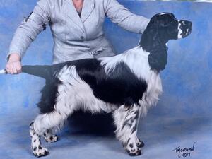 Sire of litter