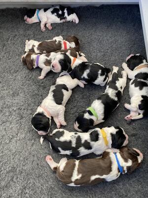 Puppies 7 days old