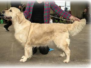 Ginnie - NGRA 2nd Limit Bitch