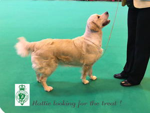 Hattie at Crufts 2017 (placed VHC)